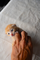 Adorable Newborn Kitten's First Glimpse of the World
