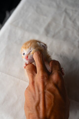 Adorable Newborn Kitten's First Glimpse of the World
