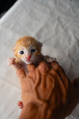 Adorable Newborn Kitten's First Glimpse of the World