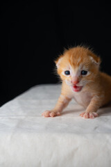 Adorable Newborn Kitten's First Glimpse of the World