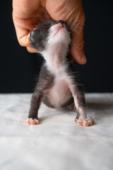 Adorable Newborn Kitten's First Glimpse of the World