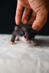 Adorable Newborn Kitten's First Glimpse of the World