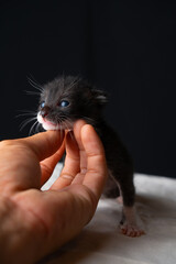 Adorable Newborn Kitten's First Glimpse of the World