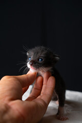 Adorable Newborn Kitten's First Glimpse of the World