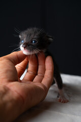 Adorable Newborn Kitten's First Glimpse of the World