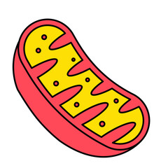 Mitochondria icon, mitochondrium, genome, health