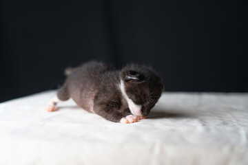 Adorable Newborn Kitten's First Glimpse of the World