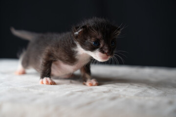 Adorable Newborn Kitten's First Glimpse of the World