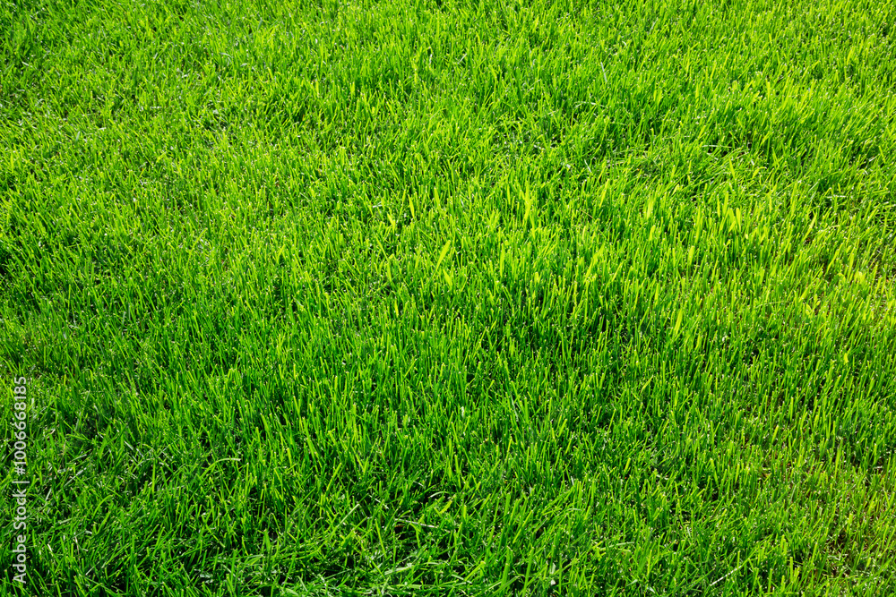 Wall mural green grass texture background top view of bright grass garden idea concept used for making green ba