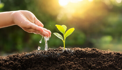 輝く光の当たる森の中、ふかふかの土に植えられた芽に子供が水を挙げる様子