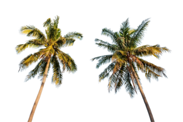 coconut palm tree isolated on white