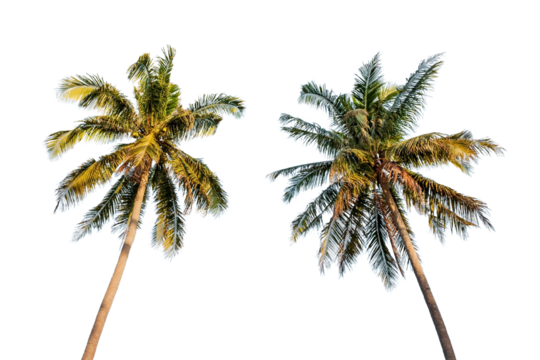 coconut palm tree isolated on white