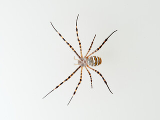 Banded Garden Spider in a white background. Argiope trifasciata. 
