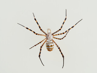 Banded Garden Spider in a white background. Argiope trifasciata. 