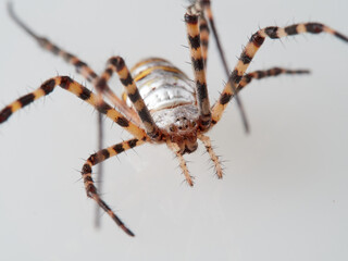 Banded Garden Spider in a white background. Argiope trifasciata. 