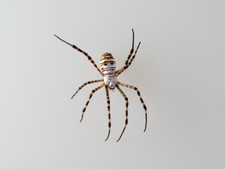 Banded Garden Spider in a white background. Argiope trifasciata. 