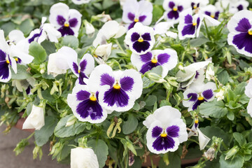 Beautiful Wild Pansy (viola tricolor) flowers.