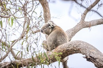 Resting Koala Relaxing on a Tree Branch in the Wild, Raymond Island, Australia