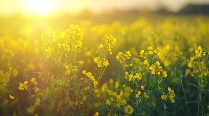 Fototapeta premium Bright Yellow Flowers in a Sunlit Field