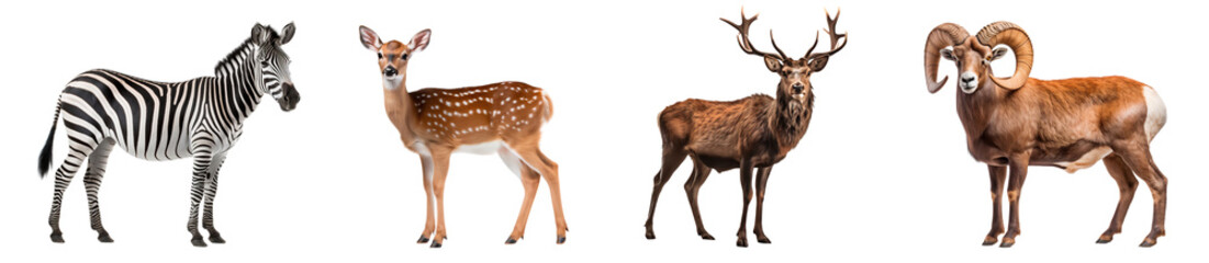 Set of full-body shots of mammal families, isolated on transparent background