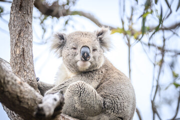 Close-Up of a Koala Resting on Tree Trunk