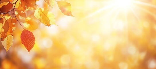 In a park there are trees with colorful leaves, maple foliage in sunny autumn, and sunlight in the forest early in the morning.