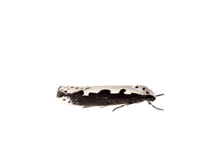 Bugloss Ermine in a white background. Ethmia bipunctella.