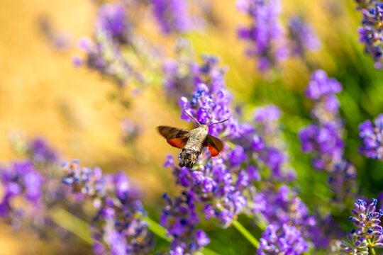 Roisterer Images – Browse 98 Stock Photos, Vectors, and Video | Adobe Stock