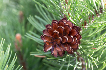 the Pine Cone And Branches