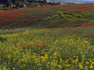 Field with rapeseed flowers and poppies - Strawberryfield farm campsite - Durham - England - UK