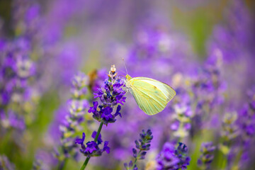 Butterflies on spring lavender flowers under sunlight. Beautiful landscape of nature with a panoramic view. Hi spring. long banner