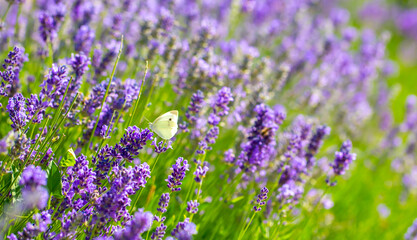 Butterflies on spring lavender flowers under sunlight. Beautiful landscape of nature with a panoramic view. Hi spring. long banner