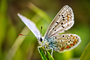 butterfly in the garden