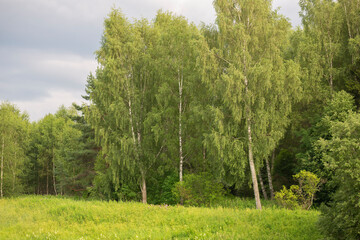 Obraz premium Green grass field and blue sky summer landscape background