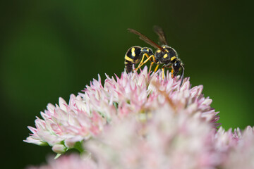 wasp on a flower