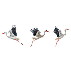 Obraz premium Three Storks In Flight Isolated on a Transparent Background