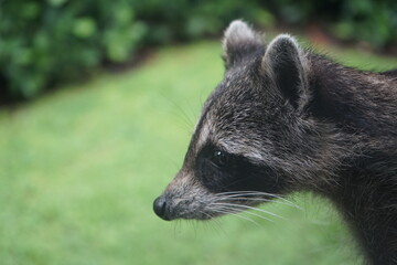 A raccoon thinking about life