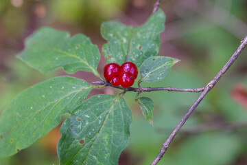 Festive Holiday Honeysuckle Branch with Red Berries Lonicera xylosteum.