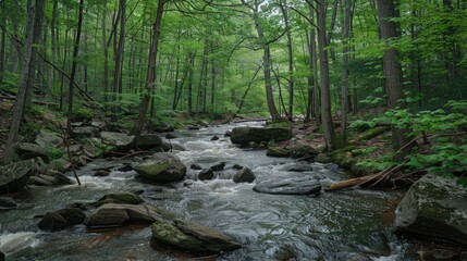 Tranquil Forest Stream Flowing Through Lush Greenery