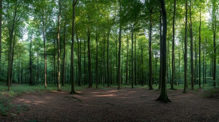Obraz premium A calming experience unfolds in a lush forest where tall trees reach for the sky. Soft sunlight creates patterns on the ground, enhancing the tranquil atmosphere