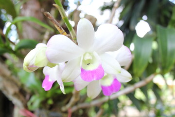 Beautiful white orchids with pink accents