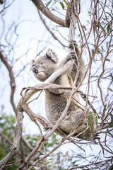 Koala Enjoying Eucalyptus Leaves High in a Tree, Raymond Island, Victoria, Australia