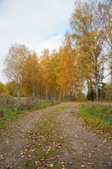 Autumn birch forest. Birch grove with golden autumn leaves, October.