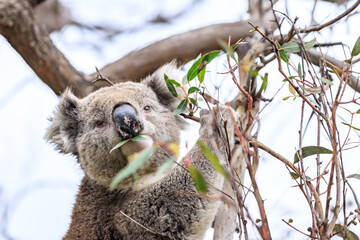 Koala Enjoying Eucalyptus Leaves High in a Tree, Raymond Island, Victoria, Australia