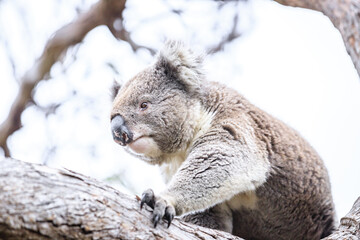 A Curious Koala Perched on a Tree Branch