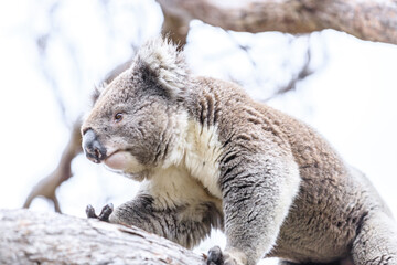 Obraz premium A Curious Koala Perched on a Tree Branch