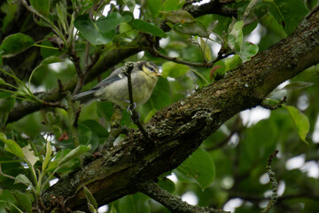 Obraz premium Blue tit chick on tree #3