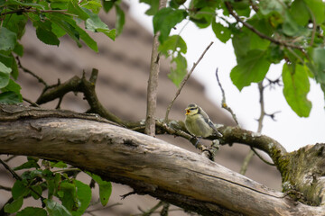 Blue tit chick on tree #2