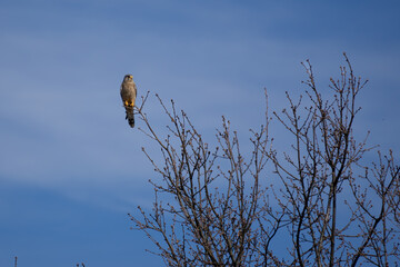 kestrel perched in tree #2