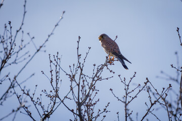 kestrel perched in tree #1